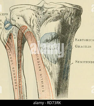 . Cunningham il libro di testo di anatomia. Anatomia. 24S OSTEOLOGIA. Fibular legamento collaterale del ginocchio distale a questo le aree per le origini del peronseus longus estensori e longus digitoruni sono spesso coperti denned. La circonferenza del condilo mediale è scanalata postero-niedially per l'inserimento del tendine del senii-menibranosus. Nella parte anteriore dei condili e circa un pollice in posizione distale rispetto al livello del condyhe sur- facce, vi è una elevazione ovale chiamato la tuberosità della tibia. La metà prossimale di questo è liscia e ricoperta da una bursa, mentre la parte distale è ruvida e serv Foto Stock