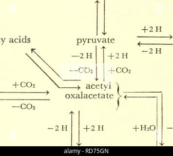 . Correnti nella ricerca biochimica. Biochimica -- Ricerca; biochimica; ricerca. Il biossido di carbonio formato in precedenza può essere convertito in acido piruvico dal carbossile riduttiva- zione, i. e. mediante inversione di reazione Ilia. Avremmo quindi un meccanismo ciclico per cui il biossido di carbonio e idrogeno entrando in vari punti dovrebbe emergere come acido piruvico. Il di- e acidi tricarbossilici sarebbe solo atto cataliticamente come vettori di biossido di carbonio e idrogeno. Questa è una inversione del cosiddetto ciclo degli acidi tricarbossilici, che è considerata essere un importante percorso per la degradazione ossidativa del carbohyd Foto Stock