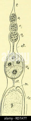 . L'anatomia, la fisiologia e la morfologia e sviluppo del blow-fly (Calliphora erythrocephala.) uno studio di anatomia comparata e la morfologia degli insetti; con piastre e le illustrazioni eseguita direttamente dai disegni dell'autore. Blowflies. Generi interno tivo organi della femmina. 667 dal suo rivestimento peritoneale con la capsula dell'ovaia, ma il bordo delle sue cellule epiteliali e camici muscolare può essere visto sotto il rivestimento peritoneale, formando il cerchio di un imbuto aperto. Il collegamento tra la tuba e ovaio è secondaria e la sua bocca si apre nella sub-peritoneale spazi, in wh Foto Stock