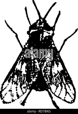 . Un manuale per lo studio degli insetti. Gli insetti. Fig. 540.- Tabanus at- ratjis. Fig. 54T.- Chrysops 711 ger. Le specie più grandi, come pure alcuni di dimensioni moderate, appartengono al genere Tabanus (Ta-ba'NUS), di cui quasi un centinaio di American spe- cies sono noti. Uno dei più comuni di questi è il lutto di cavallo-fly, Tabaytiis atratiis (T. un-tra'tus). Questo insetto è di un colore nero uniforme su tutto il territorio, tranne per il fatto che il corpo può avere una sfumatura bluastra (Fig. 540). Al genere Chrysops (Chry^pos) appartengono i più piccoli e più comune di cavallo-vola con ali a bande (Fig. 541). Quasi cinquanta America del Nord Foto Stock