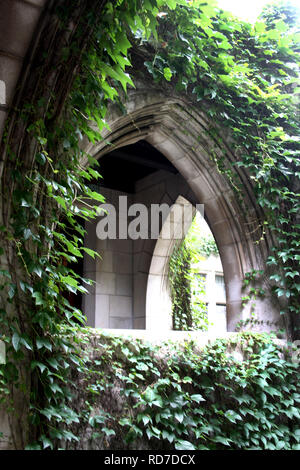 Quarta chiesa presbiteriana a Chicago, Illinois, USA. Ivy che circonda un arco gotico. Foto Stock