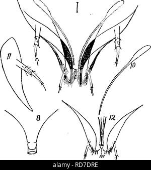 . Un manuale per lo studio degli insetti. Gli insetti. Fig. 137.- Xhrips. Fig. 138.-bocca-parti di Tkrips, (disegnata da J. M. Stedman, sotto l'autore della direzione.) 8, labrum; ecco, mandibola; esso, mascella; 12, labium. Gli insetti infestanti di uva, chiamato ''l'Thrips," non è un Thrips a tutti, ma una foglia-tramoggia appartenenti al Homoptera. Il nome Physopoda è da due parole greche : physao, per blow up e Pons, un piede. Esso si riferisce alla vescica curioso-come i piedi di questi insetti. La figura 138 rappresenta la bocca-parti di Thrips.. Si prega di notare che queste immagini vengono estratte dalla pagina sottoposta a scansione immagini che ma Foto Stock