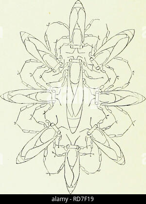 . Il miele-maker. Le api. 1/6 IL Honey-Makers inviato le api di all-day, che soffrono gravemente da determinate malattie, ma non sono così lontano come sappiamo, consumata dal dolore per la morte dei loro compagni e non si prendono cura di loro quando malati. È un fatto ben noto che le api, come la maggior parte degli altri insetti, sono parassiti. Nei paesi caldi la " bee-pidocchio " si rivela spesso fastidiosi, a volte anche la copertura della regina- bee solo fino a quando le sue gambe sono visibili.. Si prega di notare che queste immagini vengono estratte dalla pagina sottoposta a scansione di immagini che possono essere state migliorate digitalmente per la leggibilità - la colorazione di un Foto Stock