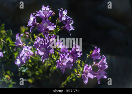 Di tanto in tanto la pioggia arriva al deserto di Atacama, quando ciò accade migliaia di fiori crescono lungo il deserto da semi che provengono da centinaia di anni Foto Stock