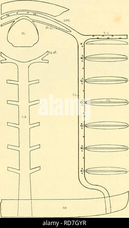 . Il elasmobranch pesci. Chondrichthyes. 200 I PESCI ELASMOBRANCH vene da rene o MESONEPHROS sangue viene restituito dai reni e alla parte posteriore da due grandi vene postcardinal {P.c, fig. 185) che corrono lungo i lati della colonna vertebrale appena sotto il rivestimento della cavità del corpo. Il diritto di uno di questi le vene possono essere tracciato come una singola nave dall'estremità posteriore del rene in avanti per la regione del inferiore arteria mesenterica, dove si è unita a sinistra postcardinal. Appena dietro l'origine della sezione posteriore in- testinal arteria due postcardinals in Heptanchus sono unite Foto Stock