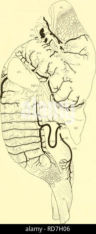 . Il elasmobranch pesci. Chondrichthyes. I PESCI ELASMOBRANCH 185. Fig. 174. Alimentazione vascolare dell'apparato digerente, Heterodontus francisci. (Duncan Dunning, canc.).g., anteriore arteria gastrica; un.g.v., anteriore vena gastrica; un.gs., anteriore gastrosplenic arteria; un.gs.v., anteriore vena gastrosplenic; a.i.a., anteriore arteria intestinale; aw., arteria anulare; ce., asse celiaci; co., colon; c.s., cardiaco stomaco; dch., dotto choledochus; d.i.a., dorsale arteria intestinale; d.i.v., dorsale vena intestinale; dw., duodeno; Ep., epigonal arteria; gli, gastrohepatic; h., arteria epatica; Ji.p., hepat Foto Stock