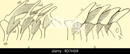 . Il elasmobranch pesci. Chondrichthyes. I PESCI ELASMOBRANCH 107 V derivanti tlie sul lato posteriore della base del primo pharyngobranchial, e altri tlie linih, sul lato anteriore della base dei seguenti faringo- brachiale. Le fibre dei due lembi di V pass ventralmente e anteriormente e unite prima che essi sono fissati sul lato posteriore della cartilagine epibranchial. Il primo e il terzo interarcuales del sistema laterale in pentachid squali sono simili, ma il quarto è indivisa nella sua origine. Fig. 109. Interarcuales muscoli. A. AcaniJiias. (Da Vetter.) B. Foto Stock