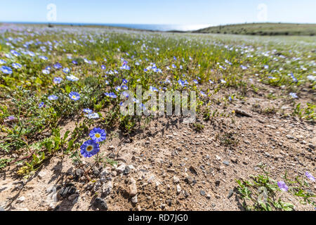 Di tanto in tanto la pioggia arriva al deserto di Atacama, quando ciò accade migliaia di fiori crescono lungo il deserto da semi che provengono da centinaia di anni Foto Stock