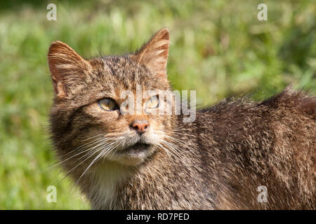 Closeup della testa del gatto selvatico europeo (Felis silvestris) Foto Stock