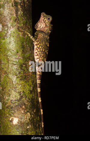 Borneo Anglehead Lizard (Gonocephalus bornensis) arrampicata foresta pluviale in Sabah Foto Stock