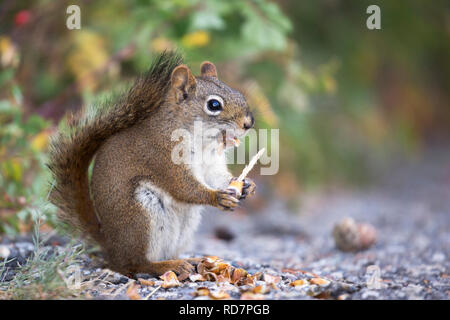 Squirrel rosso (Tamiasciurus hudsonicus) che si nutra su cono di abete rosso nella foresta di montani, Banff National Park Foto Stock