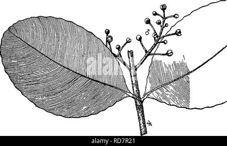 . Alberi indiano : un account di alberi, arbusti, woody scalatori, bambù e palme indigene o coltivati comunemente nel British impero indiano. Alberi. 54 XV. [GUTTIFEEiE Calophylhcm ovuli pochi, soprattutto uno solo. Drupa con un crustaceou§ endocarpo, cotiledoni tMcl^j carnose, le celle riempite con olio. Specie 60, tropici di entrambi gli emisferi. A. petali 4. 1. C. Inophyllum,Linn.; Wight Ic. t 77. Alessandrina laicrel^^ Punna Malyal. Una media ornamentali in albero o arbusto, glabrous, boccioli solo con minuto. EiGr. 23.-Calophyllnm Inophylhim, Linn. ^. capelli arrugginito. Foglie ellittiche, ellittico-lanceolate o Foto Stock
