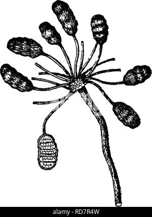 . Alberi indiano : un account di alberi, arbusti, woody scalatori, bambù e palme indigene o coltivati comunemente nel British impero indiano. Alberi. Uvaria] lY. ANONACE^ 17 di tessuto connettivo di forma ovoidale o troncare, ottuso e nelle cellule delle antere laterale. Ovaie numerosi, ovuli come una regola molti, in due righe sulla sutura ventrale. Toras (apex di pedicel) generalmente molto ingrandita nella frutta. Circa 110 specie, a pochi africani, australiano, il resto in tropicale e subtropicale in Asia. A. pieno gi'proprio foglie densamente tomentose sotto, 1. U. macrophylla, Roxb.; a parete. PI. Come. Orecchio. t. 122 ; Bedd. Ic. PL IND. O. t. 81. Ann. 4. t Foto Stock