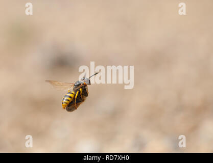 Beewolf europea in volo portando in preda a Il Nido Foto Stock