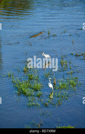 Cicogna e coccodrilli nel fiume dei coccodrilli Foto Stock