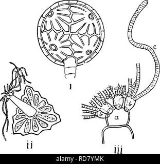 . Il British Charophyta. Characeae. 48 CHAEOPHTTA BRITANNICO. La clorofilla granuli diventa giallo-arancio al rosso come il antheridium matura. Piede-levetta (Fig. 18 6), di stile e il pallone-cella, è più o meno pallone-sagomato, la più stretta estremità sporgente fino all'interno dell'antheridium. In Nitellese, tra la beuta-cella e il nodo-cella, una cella supplementare (Fig. 18 c) è presente.. La fio. 19.-coppia antheridium (dopo prosperare), i. Chara hispida. II, III. Chara tomentosa. i. Generale vista esterna. ii. Vista interna della singola piastra o scudo con manubrio fissato, iii. Apice del manubrio Foto Stock