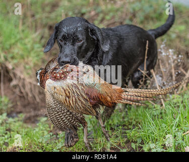 Black labrador si ritira su un Pheasant Shoot Foto Stock