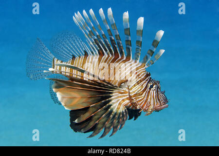 Leone comune / Diavolo firefish - Pterois miles Foto Stock