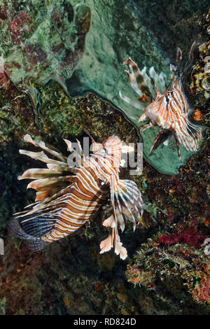 Leone comune / Diavolo firefish - Pterois miles Foto Stock