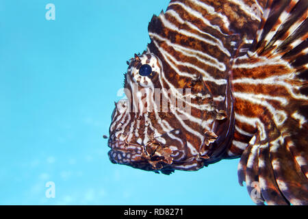 Leone comune / Diavolo firefish - Pterois miles Foto Stock