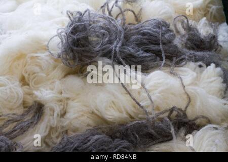 Il bianco e il grigio lana dopo essere stata filata da filo tessuto ,nel mulino di lana Foto Stock