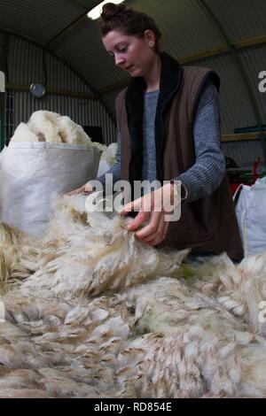 La cernita e la calibratura della lana per il processo di filatura per uso commerciale in Lanificio utilizzando locali di manodopera qualificata sviluppato da Uists e l'Europa .Lana originati dal medesimo machir dove il piccolo nido di rondini di mare ogni estate .la biodiversità e sostenibile di prodotti agricoli da Machir. Foto Stock