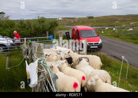 Ritaglio a mano e a macchina croce deviatore si allevano ovini per industria tessile incluso per Harris Tweed sulla parte remota del Uists . Crofting . Post mn la consegna di posta mentre le pecore sono riuniti per il taglio . Foto Stock