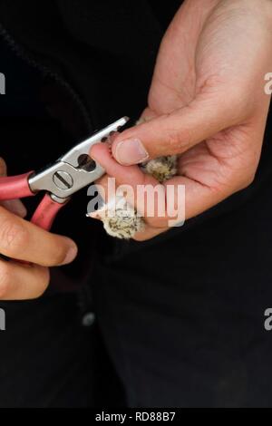 Fraticello (Sterna albifrons ) appena schiuse giovani essendo registrata dallo scienziato per trovare informazioni sulla migrazione e longevità . Foto Stock