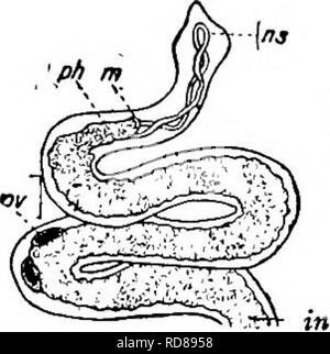 . Di acqua fresca biologia. Biologia di acqua dolce. Il libero-vivente FLATWORMS (TURBELLARIA) 337. I8 (9) regione capo distinto dal resto del bodjf. Stenostomum Leydig coluber 1854. Lunghezza 6 mm. Larghezza circa un trentesimo della lunghezza. Molto slanciata, bianco, filiformi con snake-simili movimenti. Regione di testa più ampia rispetto al resto del corpo con punto arrotondata in corrispondenza di estremità anteriore posteriore bruscamente di estremità arrotondata. Riproduzione asessuale non noto. Acqua salmastra, Falmouth, messa. Fro. 597. Stenoslomum coluber. Estremità anteriore: m, bocca; ^A, faringe; nell intestino; ov, uovo (?); ns, protonephridium. X 20. (Dopo la cellula di Leydig.) * (8) Foto Stock