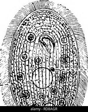 . Di acqua fresca biologia. Biologia di acqua dolce. Fig. 496. Frontonia leucas. V, vacuolo. , Canal; iV, macronucleus; ", micronucleo; X i6s. (Dopo Calkins.) 86 (85) di forma ovale, appiattita, arrotondato in corrispondenza di ciascuna estremità. bocca di forma triangolare o crescent- sagomato, laterali, di fronte al centro del corpo. Il glaucoma Ehrenberg. Specie rappresentative. Il glaucoma scintillans Ehrenberg 1830. Le membrane vibratile estendentesi attorno alla bocca di pre- senting un aspetto bilabial. Nucleo di grandi, centrale. Con- tractile vacuolo posteriore. Lunghezza 75 ^t. Infusi. Fig. 497. Il glaucoma scintillans. cv, vacuolo contrattile; macn, macro- Foto Stock