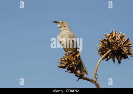 La curva-bill Thrasher appollaiato sulla cima di un impianto di Agave, , orizzontali Foto Stock