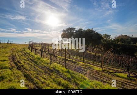Inverno il sole oltre il vigneto in California centrale negli Stati Uniti Foto Stock