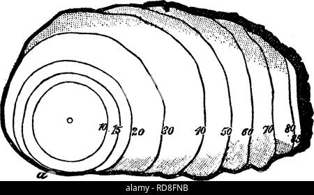 . Legname e di alcune delle sue malattie. Legno; alberi. 264 di legname e di alcune delle sue malattie. [CHAP. misure sembrano essere, per abbattere gli alberi malati - di certo questo dovrebbe essere fatto in inverno, o almeno prima di spore di venire e utilizzare il legno come meglio può essere ; ma prima dobbiamo vedere se un tale suggerimento ha bisogno di modificare, dopo imparare di più circa i funghi e le sue abitudini. Appare chiaro, a qualsiasi velocità, tuttavia, che ogni albero malato rimosso significa una fonte di secidiospores il meno. 7". Fig. 40.-sezione attraverso un vecchio pino-stelo nella regione cancerose ferito da Perider' ntium pinta (var Foto Stock