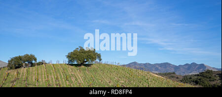 Lone Oak tree sulla collina nel vigneto in California centrale negli Stati Uniti Foto Stock