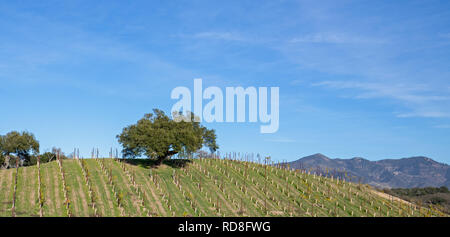 Lone Oak tree sulla collina nel vigneto in California centrale negli Stati Uniti Foto Stock