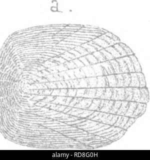 . Una storia di pesci del Massachusetts. Pesci. . Si prega di notare che queste immagini vengono estratte dalla pagina sottoposta a scansione di immagini che possono essere state migliorate digitalmente per la leggibilità - Colorazione e aspetto di queste illustrazioni potrebbero non perfettamente assomigliano al lavoro originale. Ammassatore, David Humphreys, 1804-1891. Cambridge, Mass. , Welch &AMP; Bigelow e Dakin &AMP; Metcalf Foto Stock