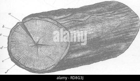 . Legname e di alcune delle sue malattie. Legno; alberi. I.] caratteri generali e di struttura. 3 Tessuto generativa che rimane dopo che danno luogo a praticamente tutto il legno (molto poco nel centro esclusa) e corteccia visibile in xilografia. Poiché non siamo interessati con la corteccia e la corteccia di presente, sarà conveniente riguardo il registro come '* abbaiato" e trattare solo con il legno o legno. Fig. I.-un log di legname, mostrando rotture radiali dopo giacente esposta per qualche tempo, a una grande spaccatura che si estende dal midollo alla circonferenza ; b, la corteccia : Cy midollare di ray ; d^ cambio ; Foto Stock