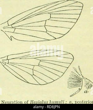 . A Handbook of British lepidotteri. I lepidotteri. UK1MAUDAE 79!) [t è probabilmente di [nsi*: la malese origine e deve avere esisteva in quella regione a lungo abbastanza per acquisire la fissità del tipo prima della sua dispersione, wliieb, geologicamente potrebbe non essere stata estremamente remota. 1. Hepialtjs, /'. Antenne ^-}, in " biancastro o obsoleto . 2. Iiipulinim. 1. H. hectus, L. 26-80 mm. Antenne in (J semplice. Tibiae posteriore in (( breve, molto gonfia con denso ciuffo di peli, posteriore tarso in $ assente. Korewings in c? Rossastra profonda- golden-ochreous, con una macchia basale, antemedian serie di quattro spot adiacenti Foto Stock