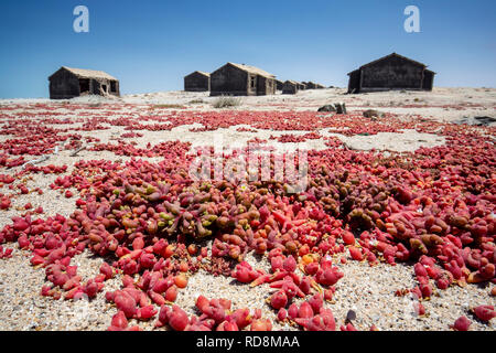 Il dito nel sangue (Mesembryanthemum cryptanthum) cresce in abbandonato città mineraria a Elizabeth Bay - vicino a Luderitz, Namibia, Africa Foto Stock