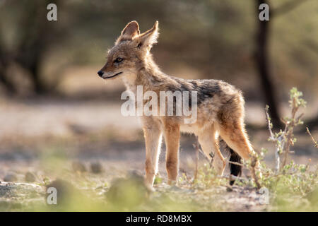 Giovane nero-backed jackal (Canis mesomelas) - Onkolo nascondere, Onguma Game Reserve, Namibia, Africa Foto Stock