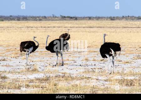 Gruppo del comune (struzzo Struthio camelus) vicino Twee Palms Waterhole - Parco Nazionale Etosha, Namibia, Africa Foto Stock