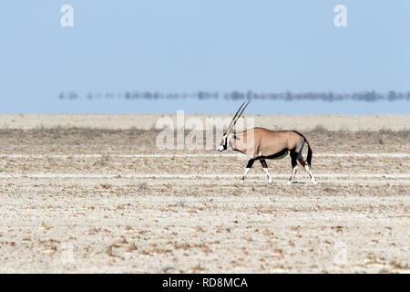 Gemsbok o Oryx (Oryx gazella) passeggiate nei pressi di Fisher nella padella, il Parco Nazionale di Etosha, Namibia, Africa Foto Stock