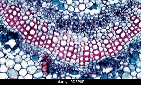 Foglia di angiosperme controfiletto fascio vascolare in Nerium (37814262556). Foto Stock