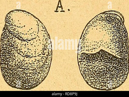 . Einführung in die europäische Meeresmolluskenfauna an der mano Hauptrepräsentanten ihrer. . Si prega di notare che queste immagini vengono estratte dalla pagina sottoposta a scansione di immagini che possono essere state migliorate digitalmente per la leggibilità - Colorazione e aspetto di queste illustrazioni potrebbero non perfettamente assomigliano al lavoro originale. Büchner, Otto. Stoccarda : K. G. Lutz Foto Stock
