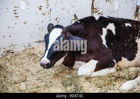 Primo piano della Holstein vacca da latte nella piscina granaio di una fattoria canadese. Foto Stock