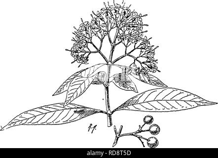 . Alberi indiano : un account di alberi, arbusti, woody scalatori, bambù e palme indigene o coltivati comunemente nel British impero indiano. Alberi. rrophynunil LXI. EUBIACE.E. 377 Villosi. Fif"o poition del calice cnp-forma(l,tiuncatp, coiolla vilJouh in fclie thioat, lobi Aalvate. OmiIp"^ imniPioU'^. 2. U. glabrum, ^Yall. Routli Teiiabserim. Peniiis Malay. e Arcliip., glahroiis: solo lealbnds e cyniPb pub"-^profumo, il. dioicoiib. Adenosacme longifolia, "Parete. Himalaya esterno, ascendente di 6.000 ft. Da Kuniaon tvast-reparti. Assam, Khasi e Xaga colline. Cacdiar, Cliittagong. Bassa Foto Stock