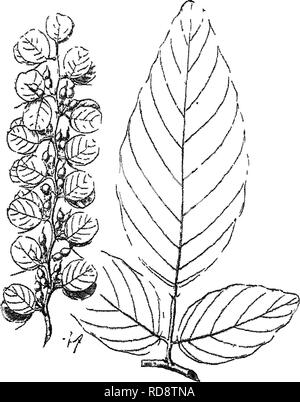 . Alberi indiano : un account di alberi, arbusti, woody scalatori, bambù e palme indigene o coltivati comunemente nel British impero indiano. Alberi. 224 XLV. LEGUMINOSJ] [Desviodhim comune in botli penisole, spesso come underwood in decidnoiis foreste. Il suo limite settentrionale in tlie Sal foreste di Ondli Goralvlipnr e. PL R.8. Anche Sumatra, Java, BORNEO, FILIPPINE. D, foglie 1-foliolate. 13. D. latifolium, DC.; Wight Ic. t. 270.-Syn. D. lastocarpum, DO, vern. Kyopan^ Btirm. Un grande shruo, spesso con un breve woody steiHj hranchlets, piccioli e inferiore delle foglie tomentose dolcemente. Lascia sc Foto Stock