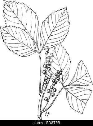 . Alberi indiano : un account di alberi, arbusti, woody scalatori, bambù e palme indigene o coltivati comunemente nel British impero indiano. Alberi. 186 XXXIX. [SAPINDACEiE Allophylub short pedicels in piccoli fascicoli su strette spiciforin racemi ascellari, spesso paniculate, generalmente strigose. Sepali e petali quasi glabrous out- 'rimanete. Carpels Eipe solitamente solitaria, in. diam., ovoidale, v ../^ ifk througliout Comuni della penisola occidentale. Assam, Klia&amp;i colli, Cliittagong, Bur- ma Fl. Maggio-luglio. Un superare- ingly impianto variabile. 2. A. concanicus, Eadlkofer. Konkan, Mira colle nei pressi di Bomba Foto Stock