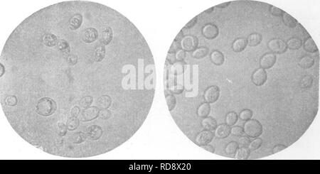 . I batteri in relazione alla fertilità del suolo. Microbiologia del suolo; batteriologia, agricolo. 34 batteri e la fertilità del suolo tached alla cellula madre può iniziare a bud. Questo dà luogo ad una piccola colonia di cellule. Lieviti producono spore che li marea su effetti con- ditions, ma differiscono dai batteri per il fatto che una singola cellula di lievito. Fig. 18.-cellule di lievito (dopo van Hest). può dare luogo a un certo numero di spore; quindi, questo diventa un processo di moltiplicazione. I lieviti fermentano gli zuccheri con la forma- zione di alcol e anidride dioxid e sono spesso classificati accord- ing al zucchero specifico whi Foto Stock