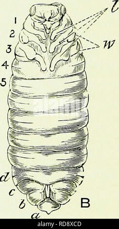 . Api &AMP; l'apicoltura; scientifico e pratico. Un trattato completo sull'anatomia, fisiologia, relazioni floreali e proficua gestione dell'alveare bee. La cultura delle api; le api. WL..---&GT;W. Si prega di notare che queste immagini vengono estratte dalla pagina sottoposta a scansione di immagini che possono essere state migliorate digitalmente per la leggibilità - Colorazione e aspetto di queste illustrazioni potrebbero non perfettamente assomigliano al lavoro originale. Il Cheshire, Frank Richard, 1833?-1894. Londra, L. U. Gill Foto Stock